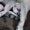 Anna Mooney's Domestic longhair cat - Grumples