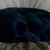 [REDACTED] [REDACTED]'s Labrador Retriever - Brenda