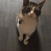 Tanya Stanisauskis's Domestic longhair cat - Oscar