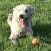 Janice  Thompson's Bedlington Terrier - Stanley