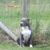 Charles Snipes's American Staffordshire Terrier - Bella