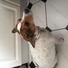 Rachael  Tierney 's Jack Russell Terrier - Nitnit