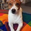 Harriett Holly's Jack Russell Terrier - Ruben
