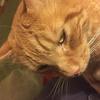Kay Fox's Domestic longhair cat - Vinnie