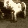 Nicki Yaxley's Gypsy Vanner Horse - Pudsey