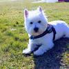 Frances Berthaud's West Highland White Terrier - Leo