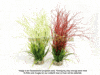 Sydeco Coloured Hair Grass Maxi Aquarium Plant