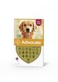 Advocate Spot-on Solution for Dogs & Cats