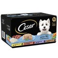 Cesar Senior 10+ Variety Pack in Delicate Jelly Dog Food