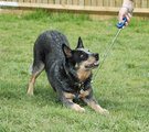 CLIX Target Stick Dog Training Aid