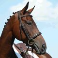 Collegiate Syntovia+ Padded Raised Cavesson Brown Bridle