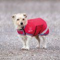 Digby & Fox Burgundy Waterproof Dog Coat