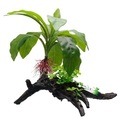 Fluval Anubias Decorative Plant On Root