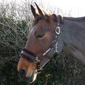 HYCONIC Faux Fur Head Collar & Lead Rope Brown for Horses