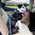 Kurgo Impact Seatbelt Dog Harness