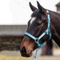 Mark Todd Headcollar Deluxe Padded with Lead Rope