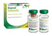 Rispoval® Pasteurella