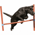 Rosewood Agility Hurdle Jump for Dogs