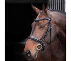 Shires Lusso Elite Padded Cavesson Bridle for Horses Black