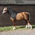 Supreme Products Show Quilted Hood Black/Gold for Horses