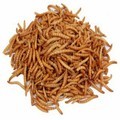 Walter Harrisons Dried Mealworms