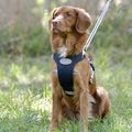 WeatherBeeta Explorer Navy Dog Harness