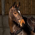 Whitaker Flash Bridle Fancy Stiched with Rubber Reins Brown