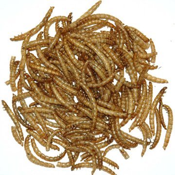 Albert E James Dried Mealworms