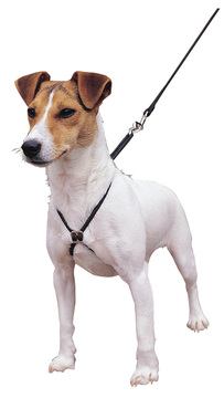 Company Of Animals Lupi Dog Harness