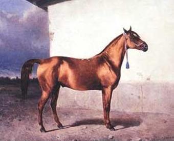 Azerbaijan Horse