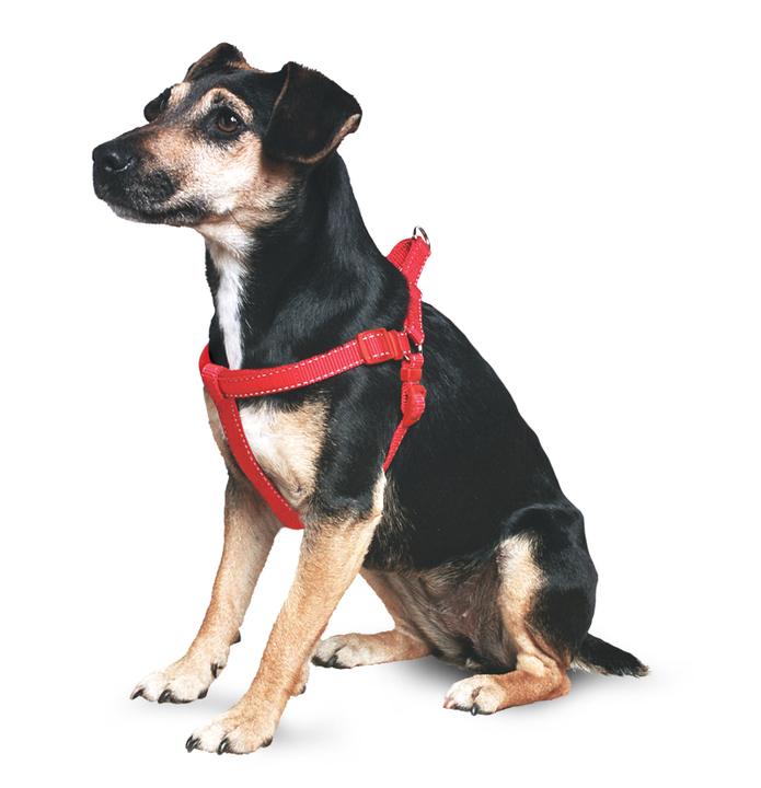 Ancol Padded Harness for Dogs