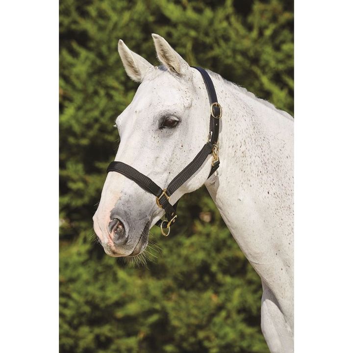Kincade Deluxe Webbed Headcollar with Leather Crown