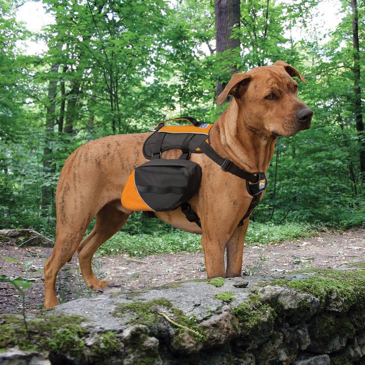 Kurgo Baxter Backpack for Dogs