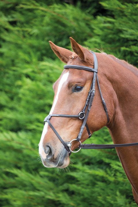 Shires Aviemore Mexican Bridle Black