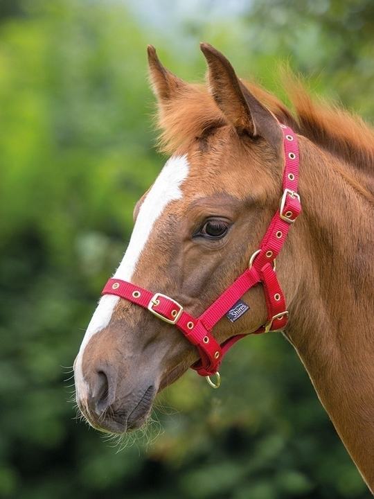 Shires Foal Headcollar Red