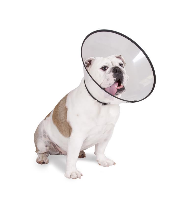 are dog cones safe