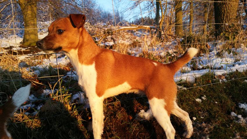 what is the name of a plummer terrier
