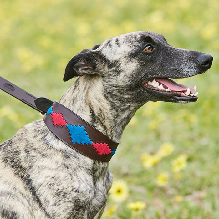 Weatherbeeta Lurcher Polo Leather Dog Collar - Beaufort - Brown/Pink/Blue Large