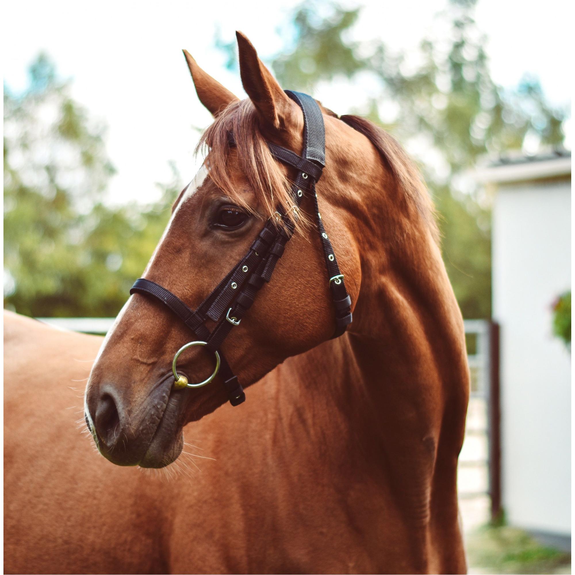 No Reins » Cob » Black