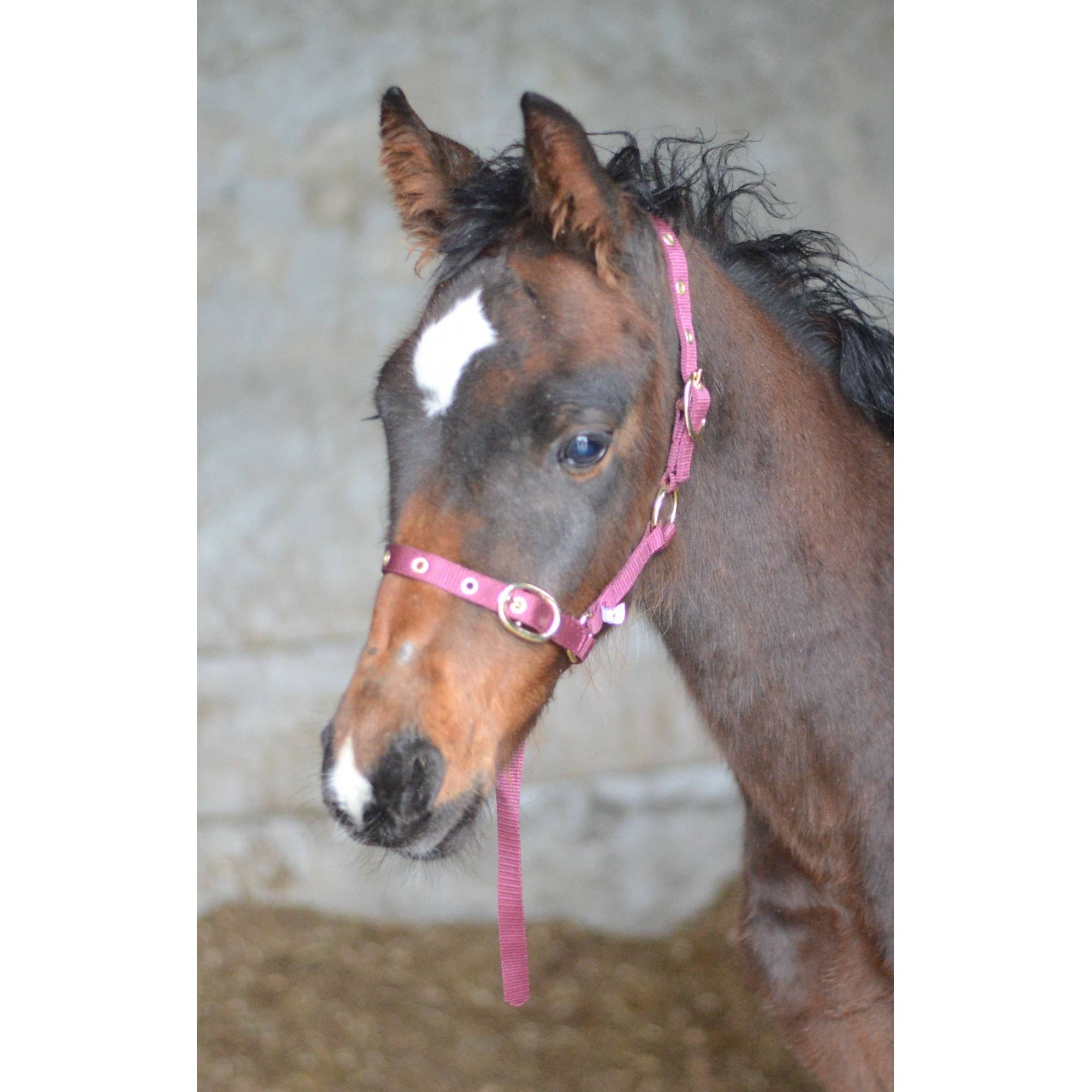 Mackey Equisential Nylon Headcollar - Suckling - Burgundy