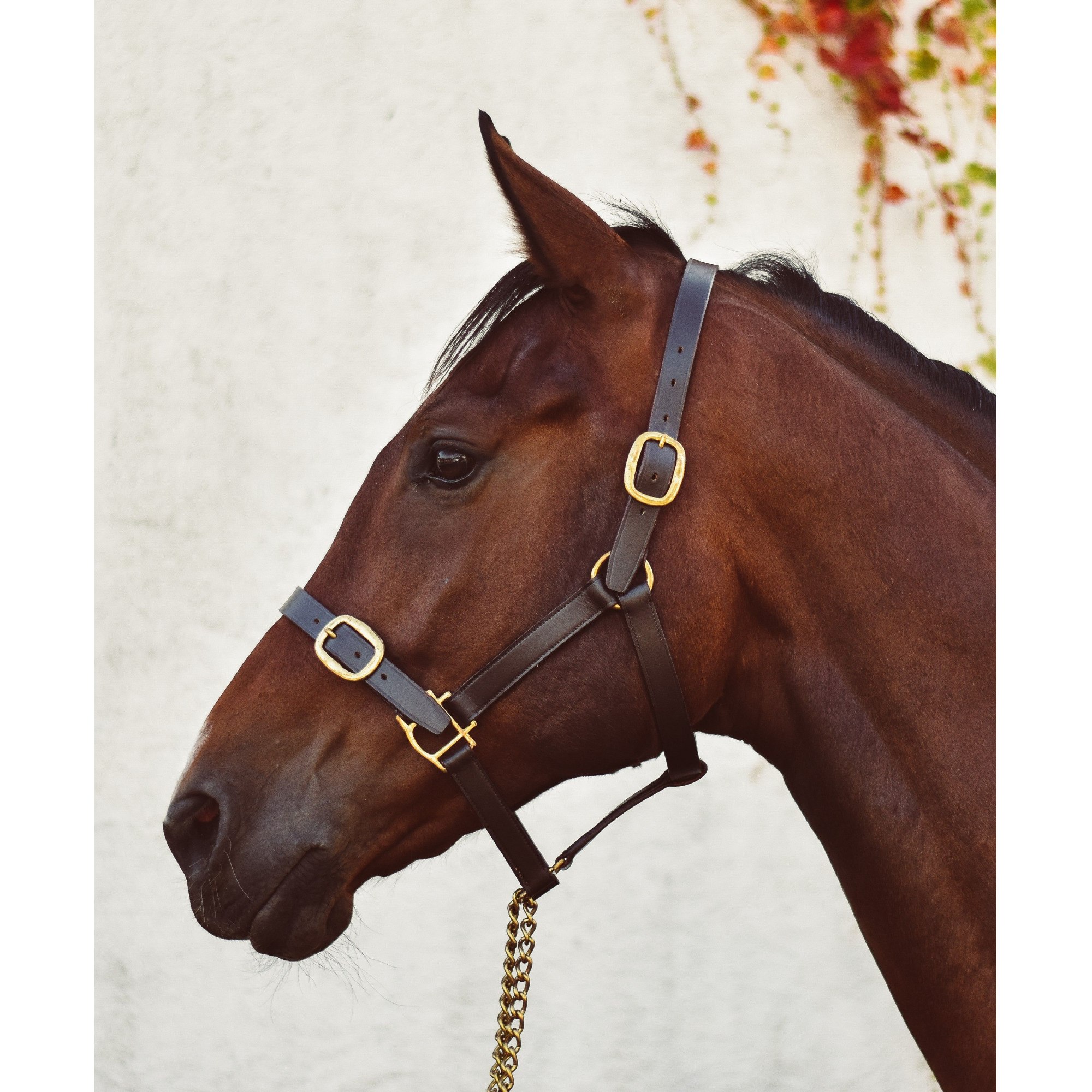 Yearling » Brown