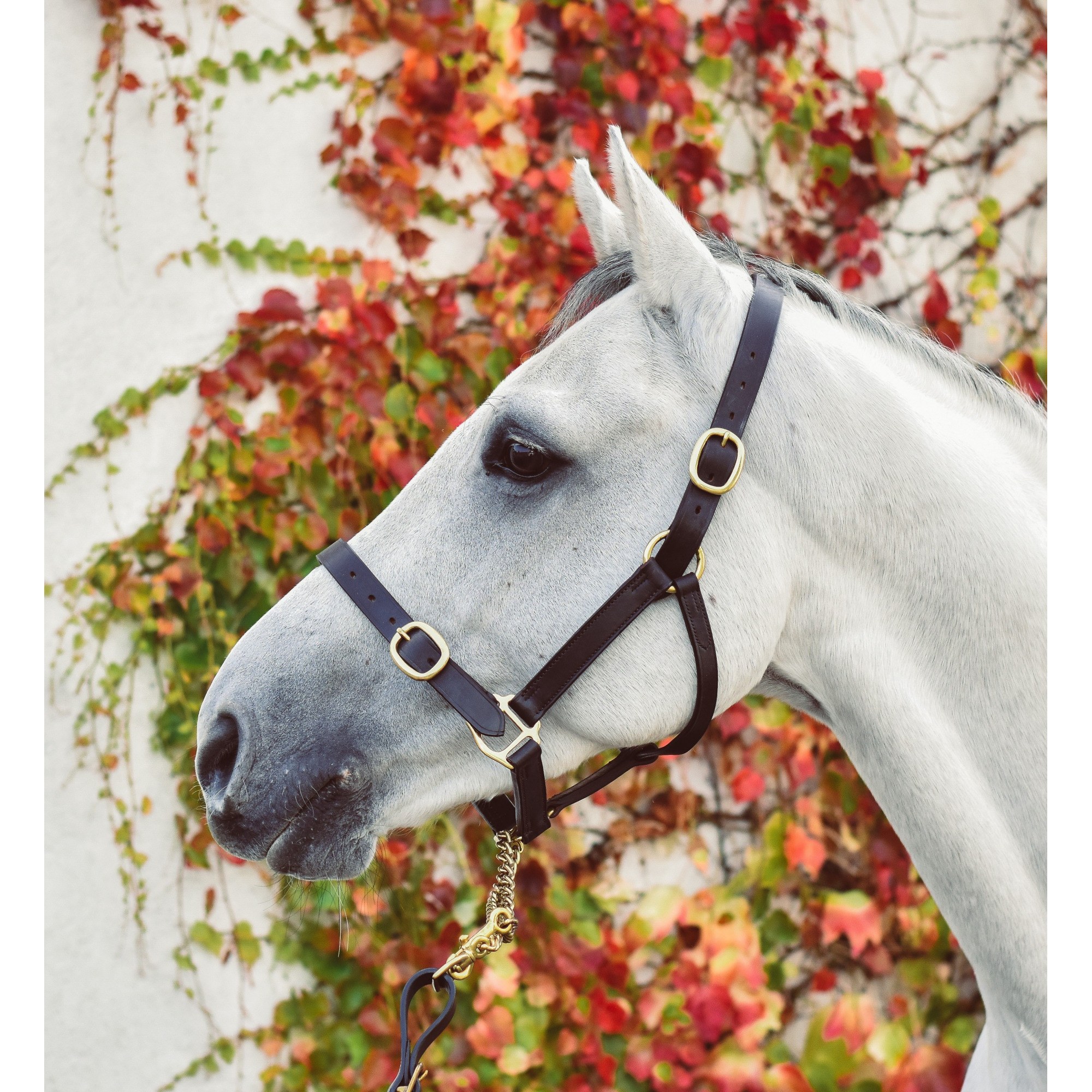 Mackey Equisential Leather Headcollar - Cob - Black