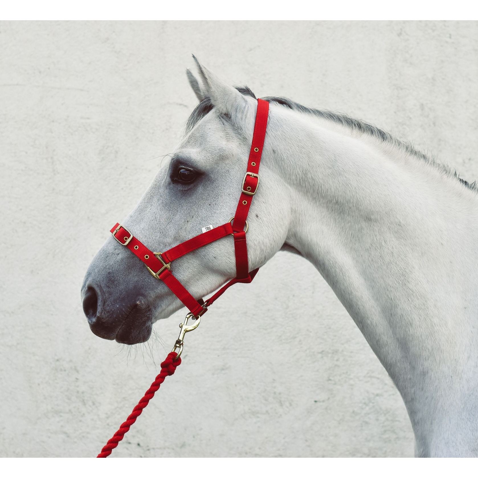 Pony » Red