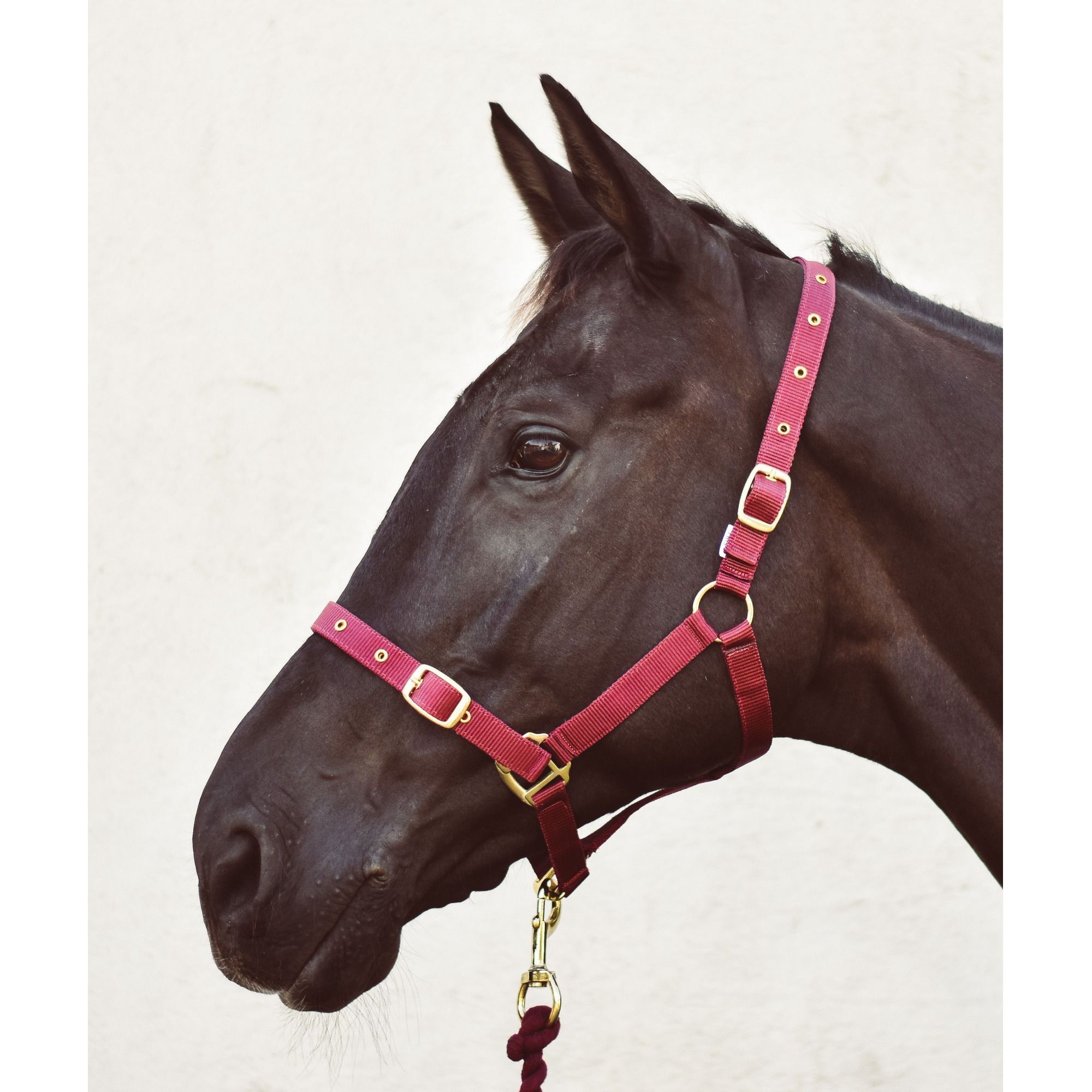 Pony » Burgundy
