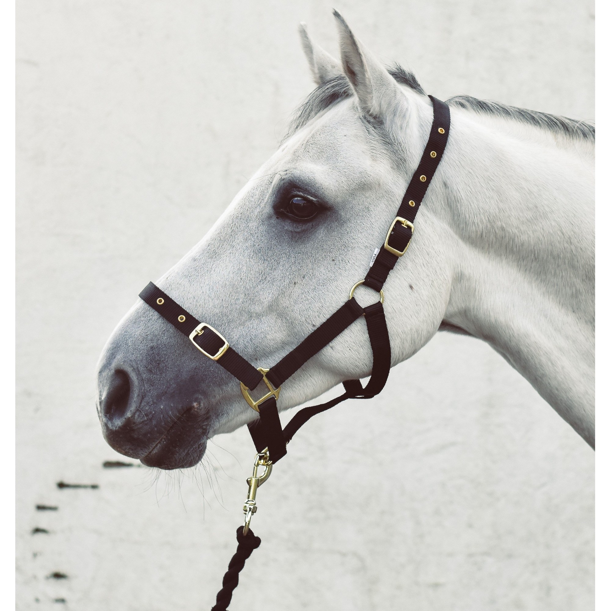Mackey Economy Webbing Headcollar - Full - Navy