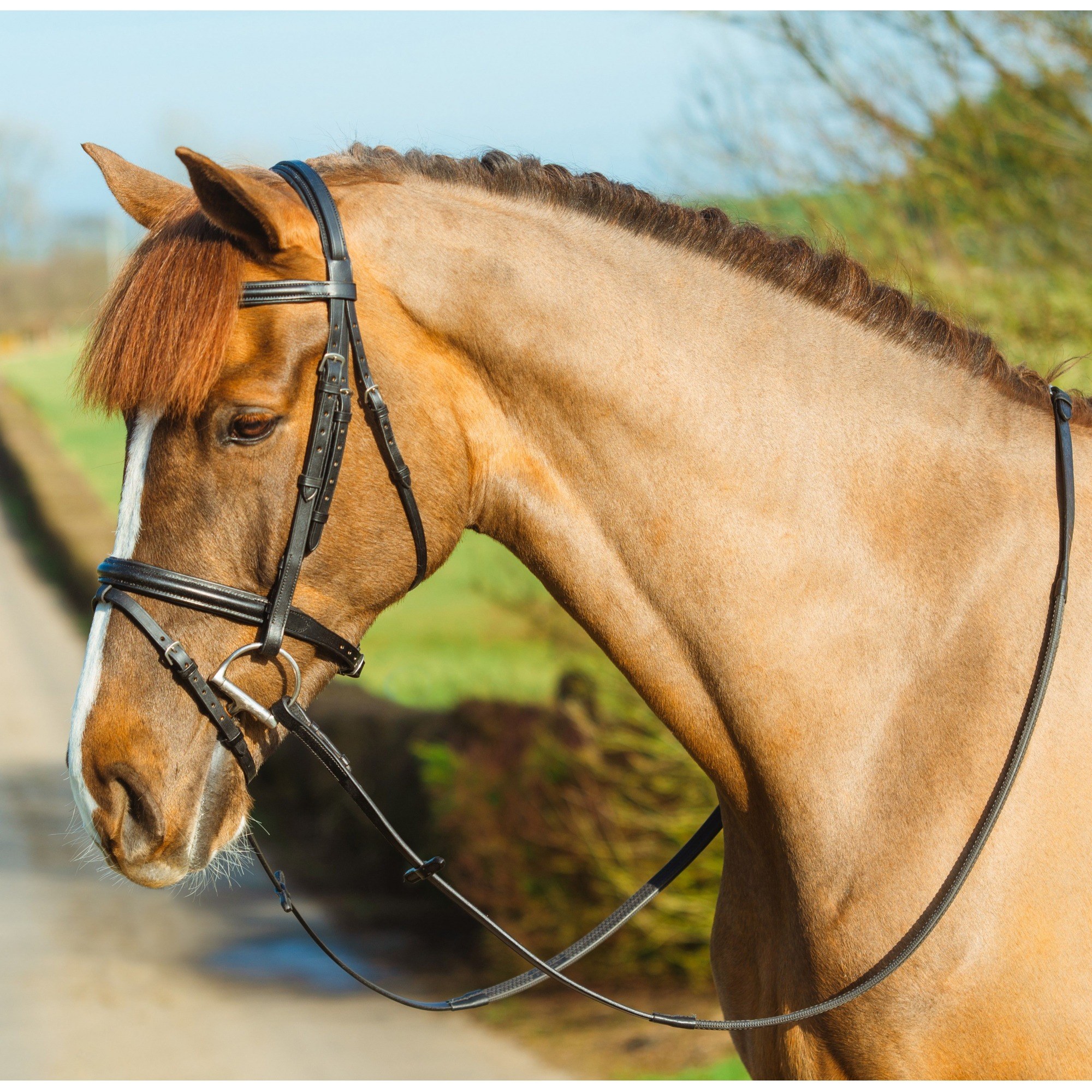 Agrihealth Classic Padded Flash Bridle - Full Black