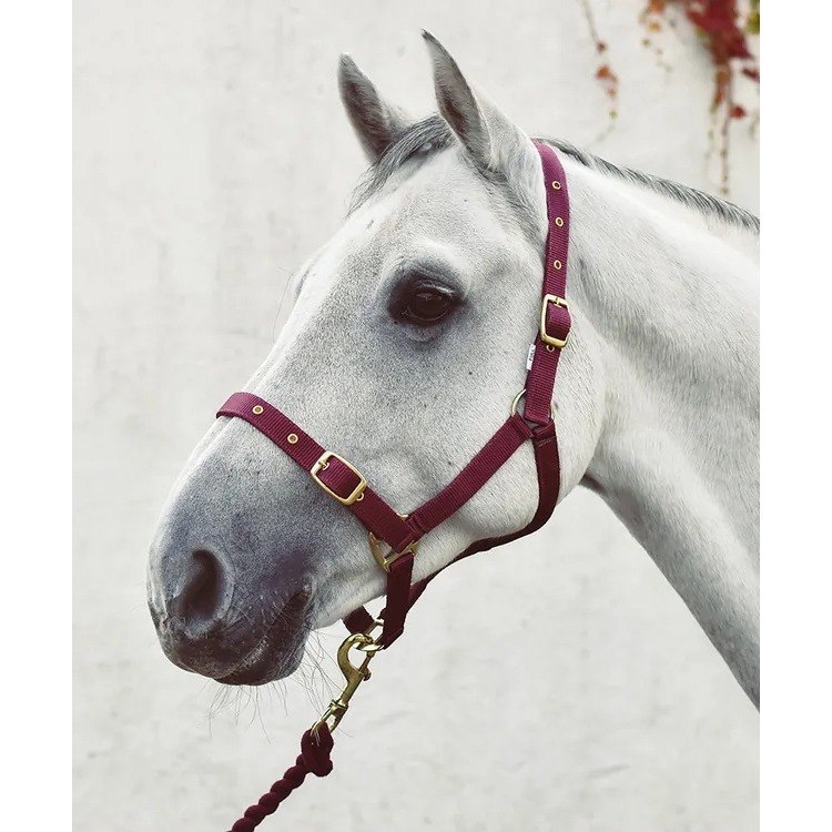 Pony » Purple