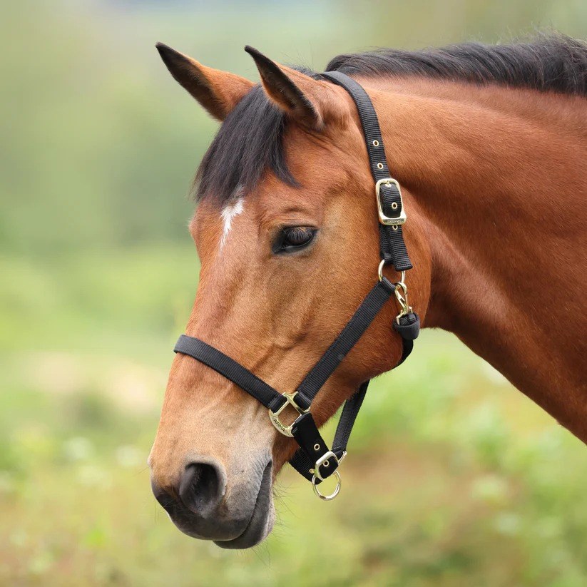 Black - Cob