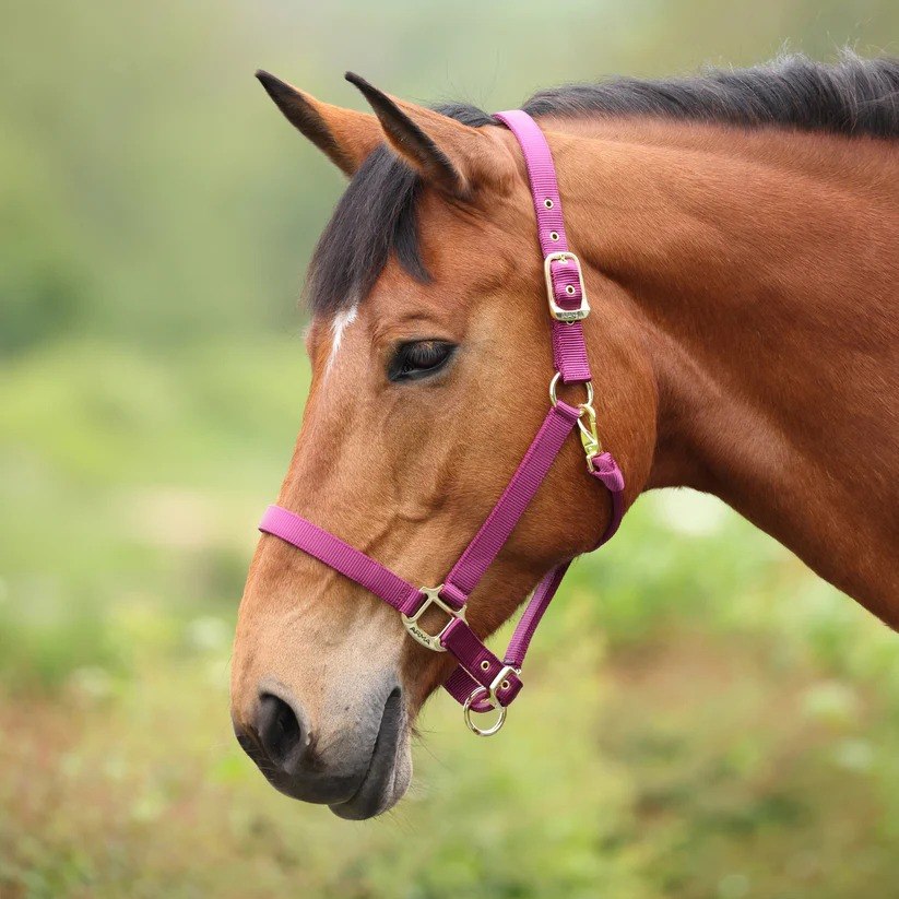 Burgundy - Pony