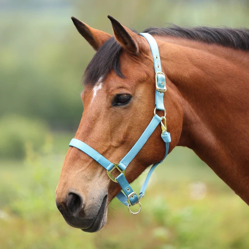 Teal - Pony